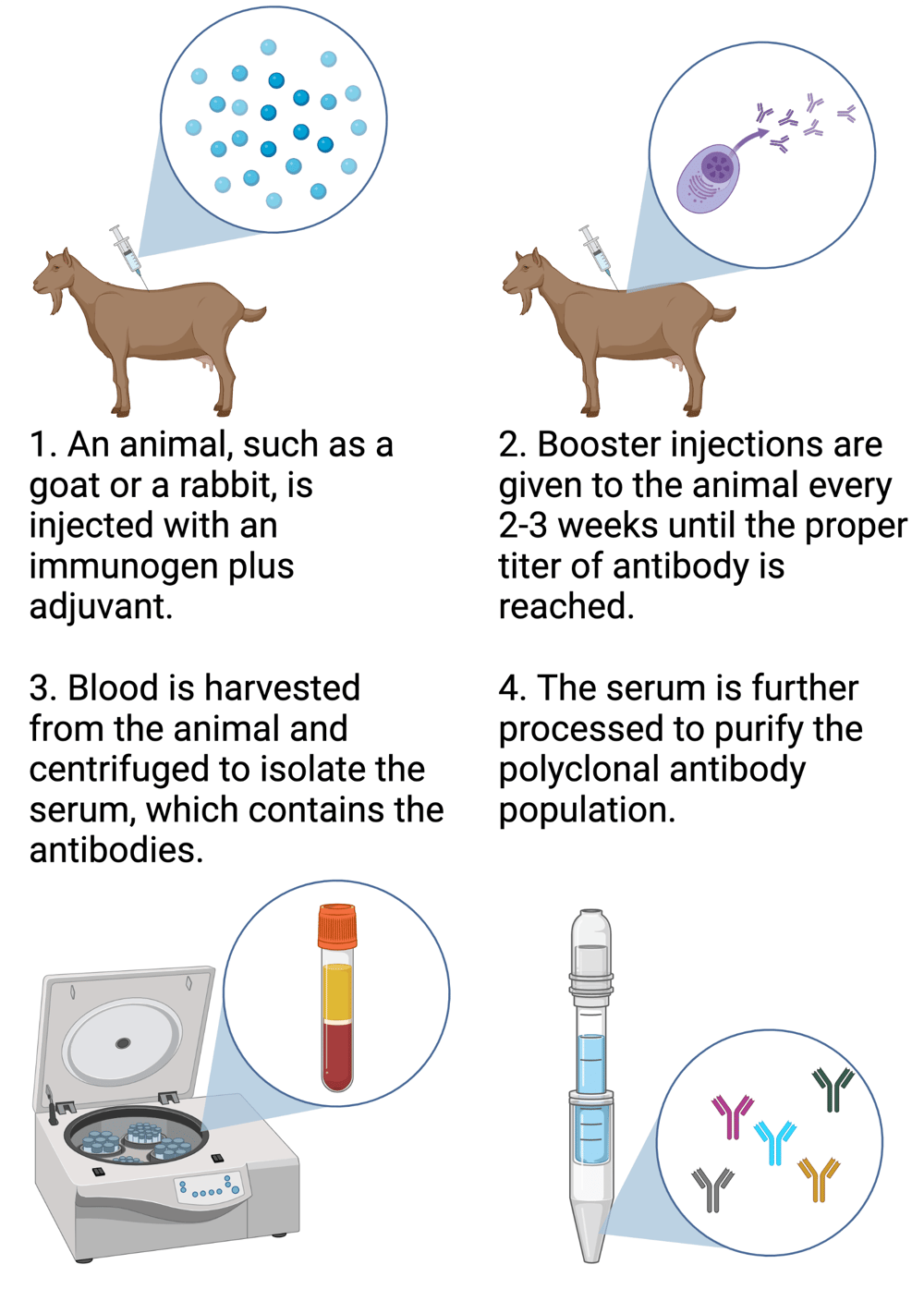 Antibodies 101 Polyclonal Antibodies